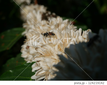 Red dwarf Honey bee on Robusta coffee blossom on tree plant with green leaf with black color in background. Petals and white stamens of blooming flowers 124219142
