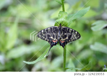 ホソオチョウ 124219353