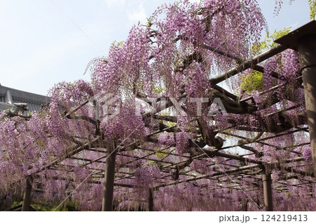 竹鼻別院の藤（岐阜県羽島市竹鼻地区）・6 124219413