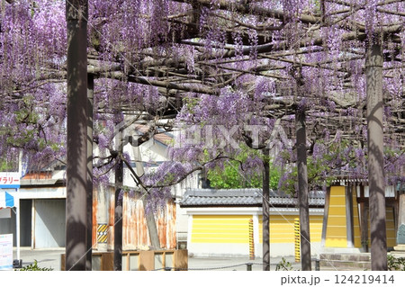 竹鼻別院の藤(岐阜県羽島市竹鼻地区)・7 竹鼻別院の藤(岐阜県羽島市竹鼻地区)・7 124219414