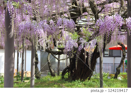 竹鼻別院の藤（岐阜県羽島市竹鼻地区）・10 124219417