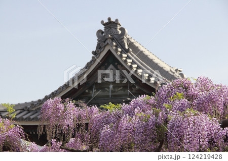 竹鼻別院の藤(岐阜県羽島市竹鼻地区)・21 竹鼻別院の藤(岐阜県羽島市竹鼻地区)・21 124219428