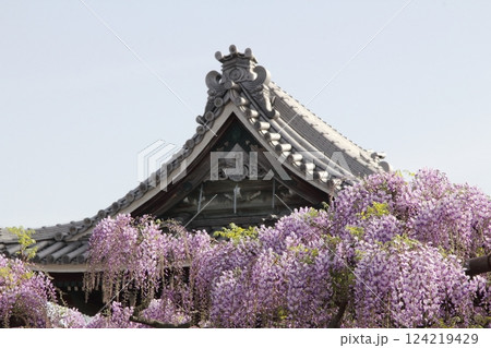 竹鼻別院の藤（岐阜県羽島市竹鼻地区）・22 124219429