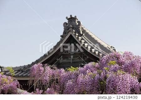 竹鼻別院の藤（岐阜県羽島市竹鼻地区）・23 124219430
