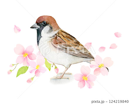 水彩イラスト　桜の花とスズメ 124219840