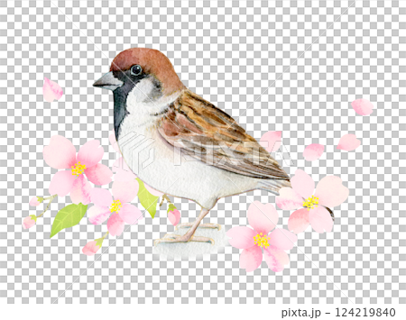 水彩イラスト　桜の花とスズメ 124219840