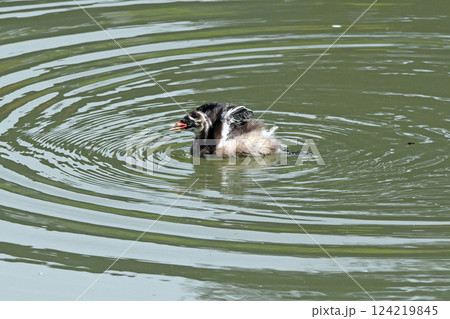 カイツブリの幼鳥。 カイツブリの幼鳥。 124219845