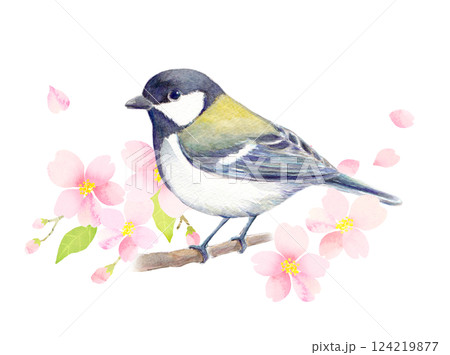 桜の枝にとまるシジュウカラ　水彩イラスト 124219877