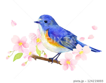 桜の枝にとまるルリビタキ　水彩イラスト 124219893