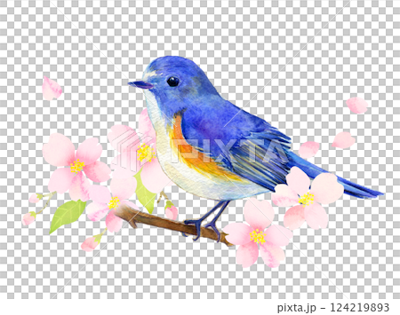 藍白相間的捕蠅鳥棲息在櫻花枝上水彩畫 124219893