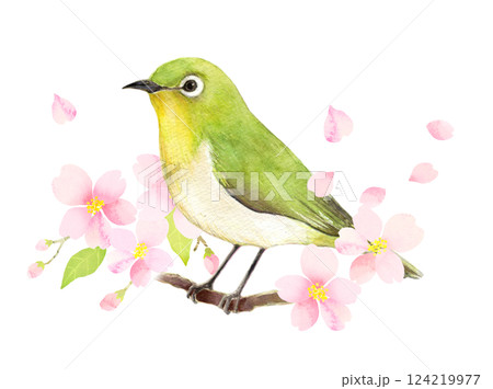 水彩イラスト　桜の枝にとまるメジロ 124219977