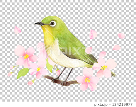 水彩イラスト　桜の枝にとまるメジロ 124219977