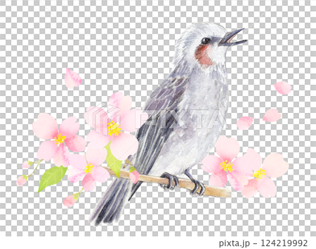 水彩插圖：一隻棕耳鵯棲息在盛開的櫻花樹枝上 124219992