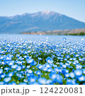 ネモフィラの丘 124220081