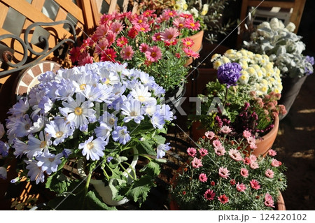 春の花の寄せ植え＆寄せ鉢 124220102