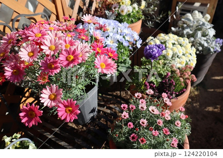 春の花の寄せ植え＆寄せ鉢 124220104
