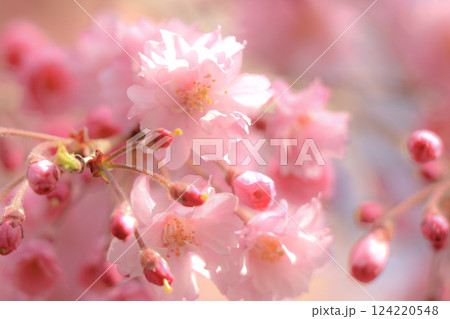 垂れ桜 垂れ桜 124220548