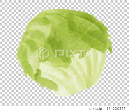 水彩風のレタスのイラスト 124220555