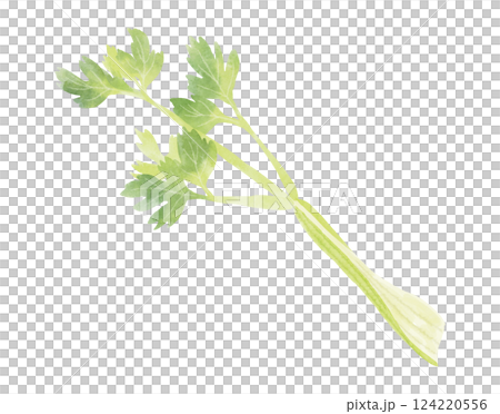 Celery illustration in watercolor style 124220556