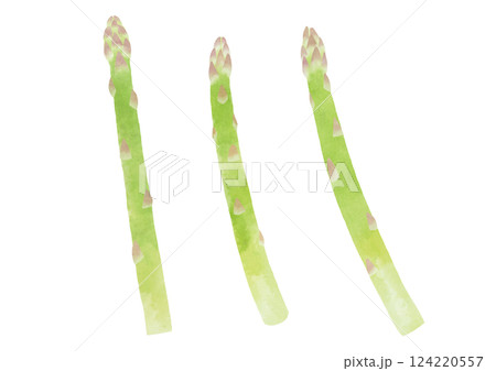 水彩風のアスパラガスのイラスト 水彩風のアスパラガスのイラスト 124220557