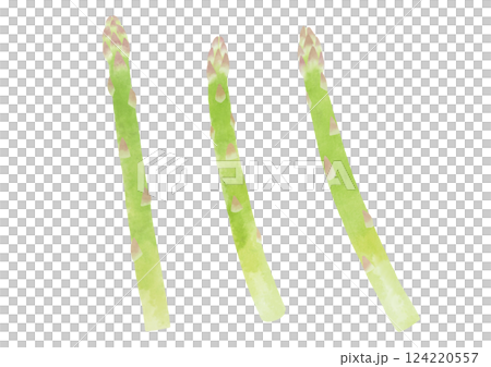 水彩風のアスパラガスのイラスト 水彩風のアスパラガスのイラスト 124220557