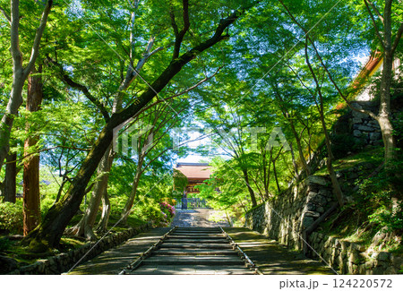新緑に包まれた石段 毘沙門堂門跡の勅使門 新緑に包まれた石段 毘沙門堂門跡の勅使門 124220572