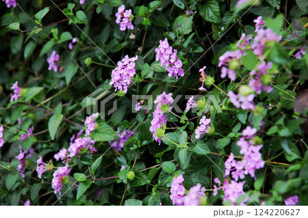 コバノランタナ 124220627