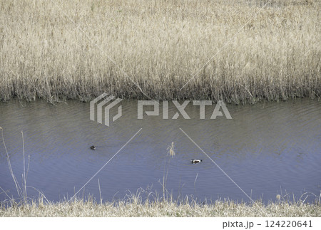 ハシビロガモの番い 124220641
