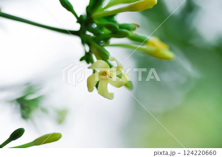 papaya , Carica papaya L or Papaya or Melan Tree or Paw Paw or CARICACEAE or papaya flower 124220660