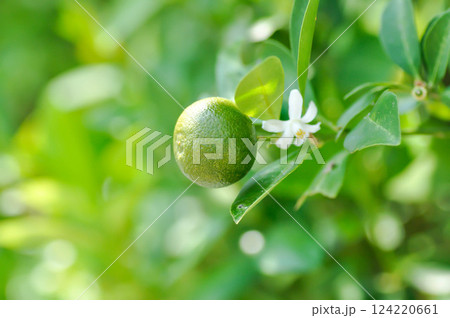 Citrus japonica Thunb or Kumquat , Kumquat plant or Cumquats or Citrus Japonica Thunb or RUTACEAE or orange plant with seed Citrus japonica Thunb or Kumquat , Kumquat plant or Cumquats or Citrus Japonica Thunb or RUTACEAE or orange plant with seed 124220661