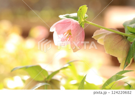 クリスマスローズ 124220682