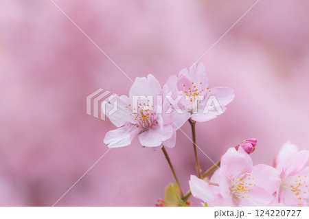 初春の陽光を受けてピンクに輝く河津桜 124220727