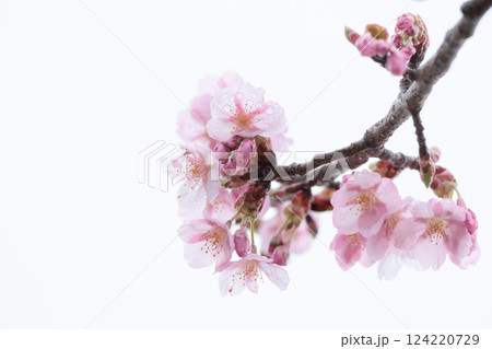 初春の陽光を受けてピンクに輝く河津桜 初春の陽光を受けてピンクに輝く河津桜 124220729
