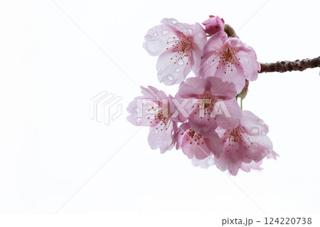 初春の陽光を受けてピンクに輝く河津桜 初春の陽光を受けてピンクに輝く河津桜 124220738