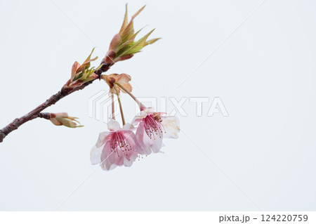 初春の陽光を受けてピンクに輝く河津桜 124220759