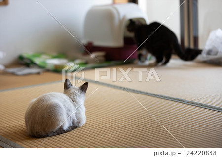 猫の多頭飼 猫の多頭飼 124220838