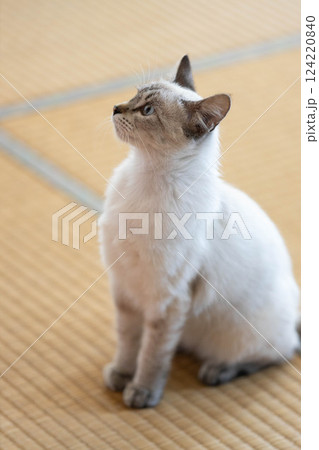 猫のしつけイメージ 124220840