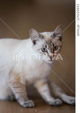 リラックス猫 124220841