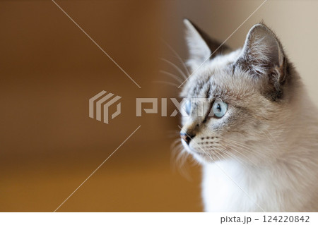 猫のイメージコピースペース 124220842