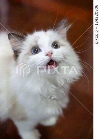Cute, small Ragdoll cat. 3 months old. Standing on the floor and asking for attention 124220906