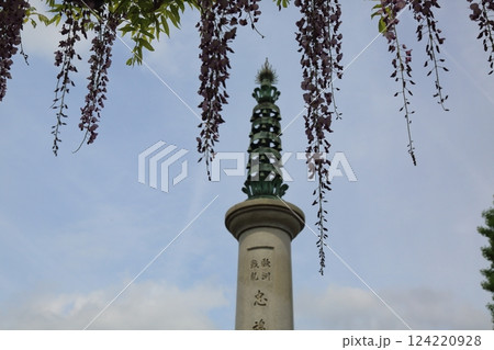 曼荼羅寺の藤(愛知県江南市)・48 曼荼羅寺の藤(愛知県江南市)・48 124220928