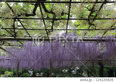 曼荼羅寺の藤(愛知県江南市)・33 曼荼羅寺の藤(愛知県江南市)・33 124220929