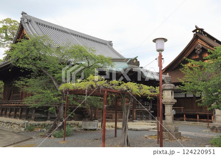 曼荼羅寺の藤（愛知県江南市）・46 124220951