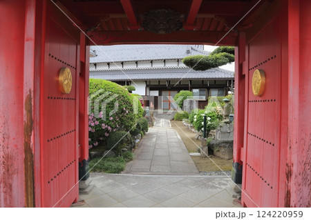 曼荼羅寺の藤（愛知県江南市）・50 124220959