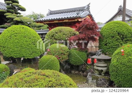 曼荼羅寺の藤(愛知県江南市)・53 曼荼羅寺の藤(愛知県江南市)・53 124220964