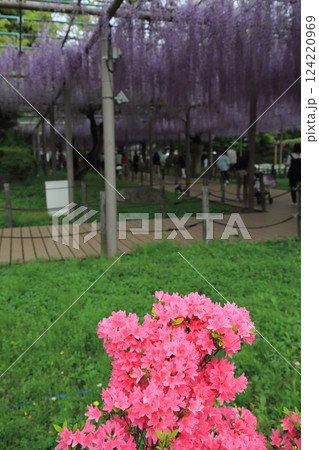 曼荼羅寺の藤(愛知県江南市)・56 曼荼羅寺の藤(愛知県江南市)・56 124220969