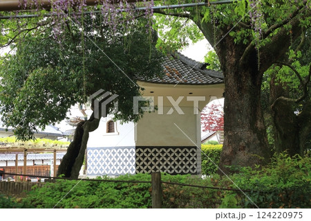 曼荼羅寺の藤(愛知県江南市)・59 曼荼羅寺の藤(愛知県江南市)・59 124220975