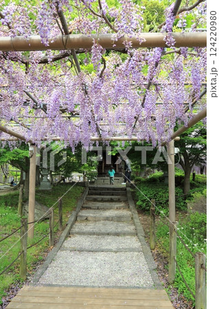 曼荼羅寺の藤(愛知県江南市)・62 曼荼羅寺の藤(愛知県江南市)・62 124220980