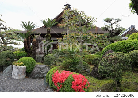 曼荼羅寺の藤(愛知県江南市)・9 曼荼羅寺の藤(愛知県江南市)・9 124220996