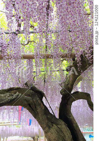 曼荼羅寺の藤(愛知県江南市)・11 曼荼羅寺の藤(愛知県江南市)・11 124221000